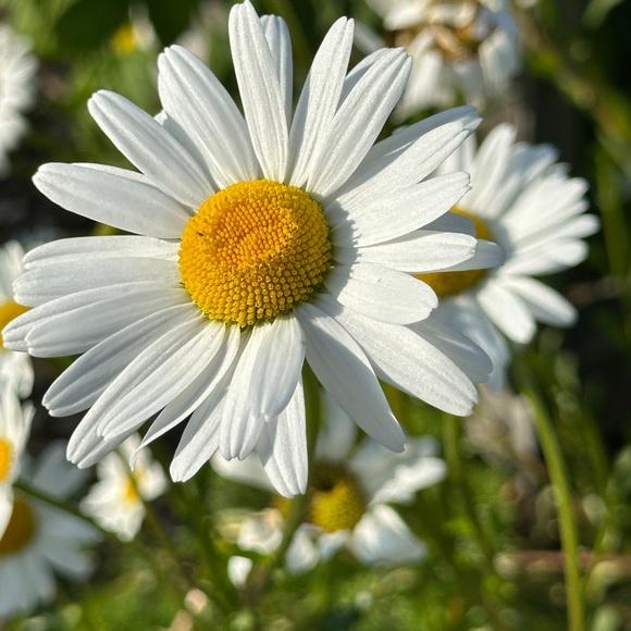 Englantine Rose Floral Print Long Gown / Maxi Dress by Bergdorf Goodman -  S - Picture 12 of 16